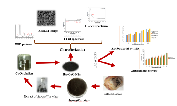 Biosynthesis of copper oxide nanoparticles using Aspergillus niger extract and their antibacterial and antioxidant activities 