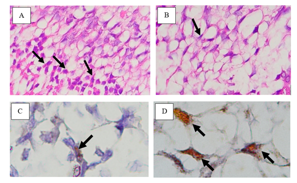 Necroptosis after lipopolysaccharide administration based on expression of mixed lineage kinase domain-like protein and number of nerve cells in dental pulp tissue 