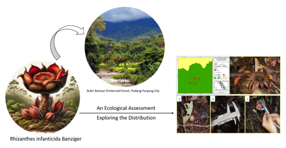 Exploring the distribution of Rhizanthes infanticida banziger in the bukit barisan protected forest, padang panjang city: an ecological assessment 