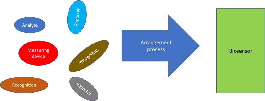 Structural design of biosensor: A review