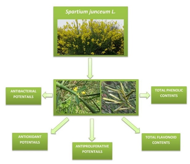 Total phenolic and total flavonoid contents and biological properties of Spartium junceum L. grown in Lebanon 