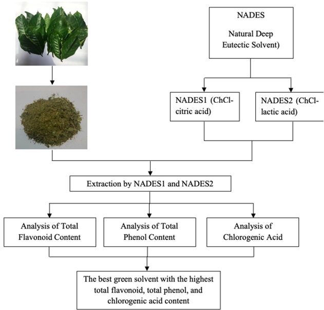 Analysis of total phenol, flavonoid, and chlorogenic acid content of robusta coffee leaves extract using nades (natural deep eutectic solvent) 