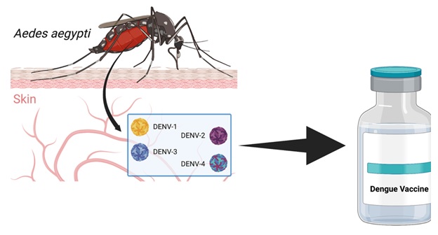 The recent development of dengue vaccine: A review